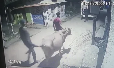 cow theft in nelamangala