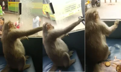 Monkey Bus Travel Video Viral