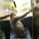 Monkey Bus Travel Video Viral