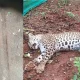 leopard dead tiger found