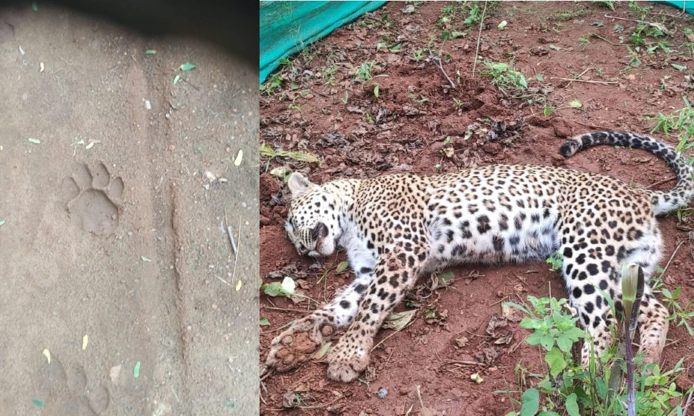 leopard dead tiger found
