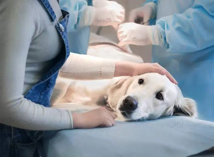 doctors taking care of dog