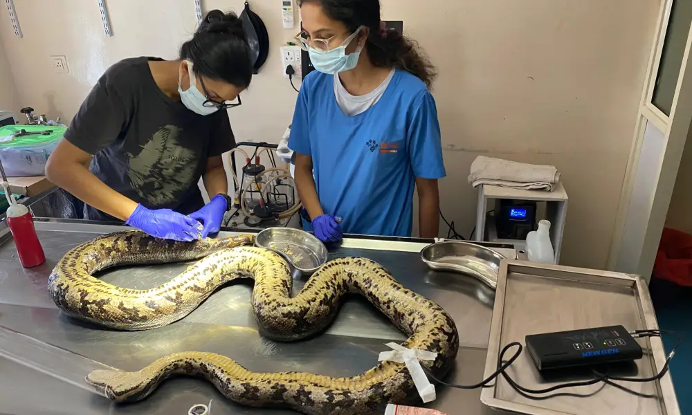 Indian python rescued in Mangalore by lady doctors