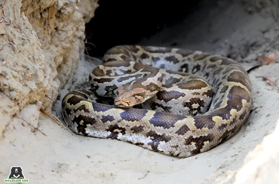 Indian python rescued in Mangalore by lady doctors