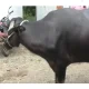 buffello