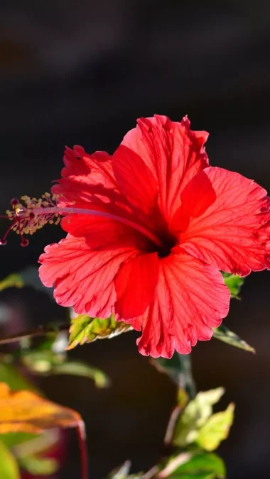 flower Hibiscus Benefits