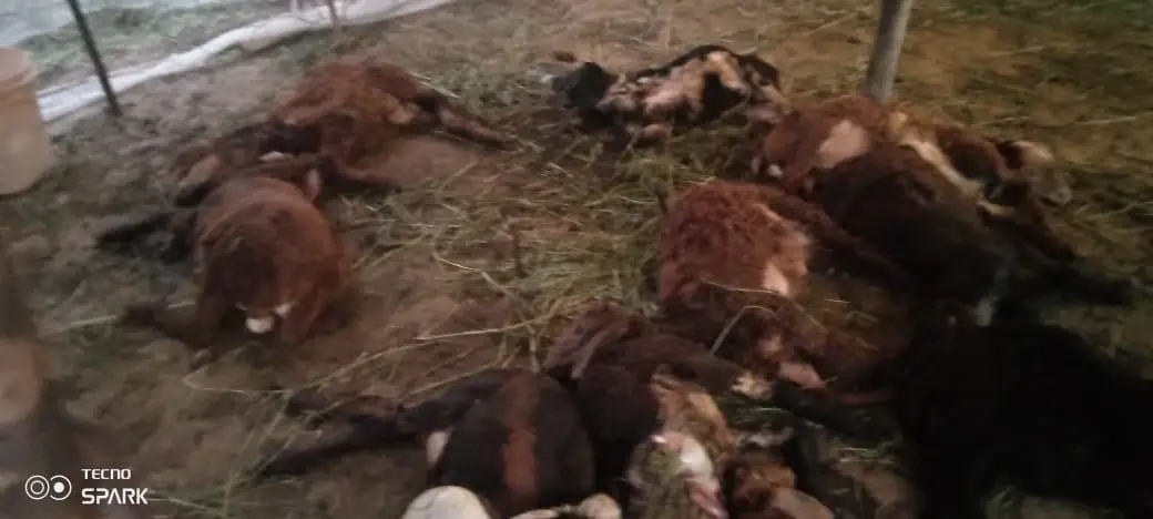 Sheeps killed in Yadagiri by miscreants
