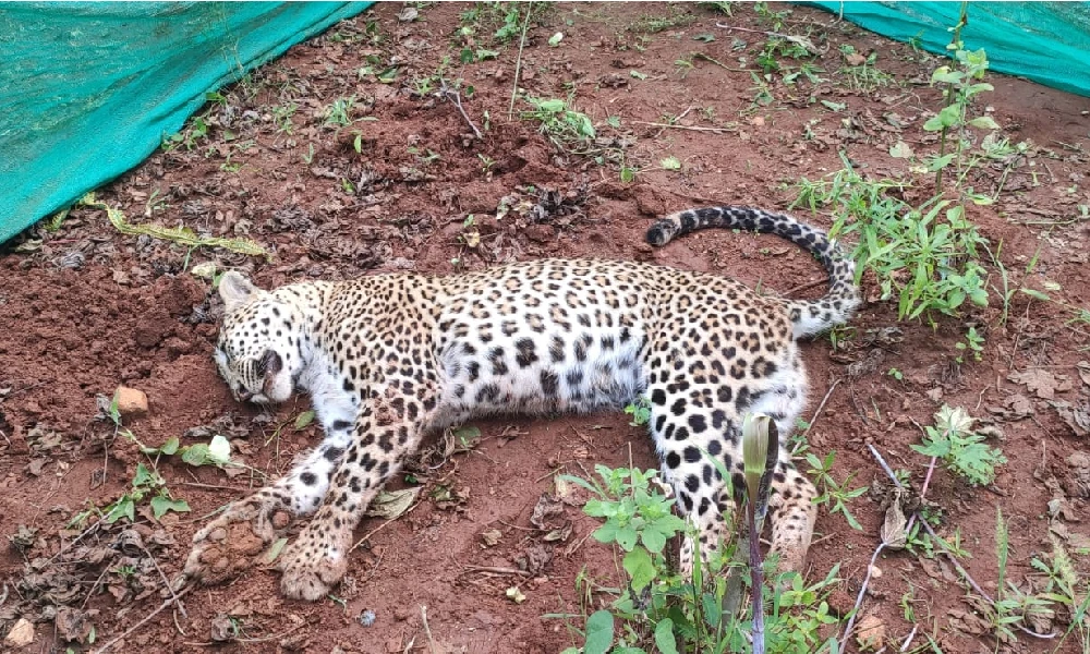 Leopard found dead in Mysuru Tiger attacks have triggered panic among the wild elephants