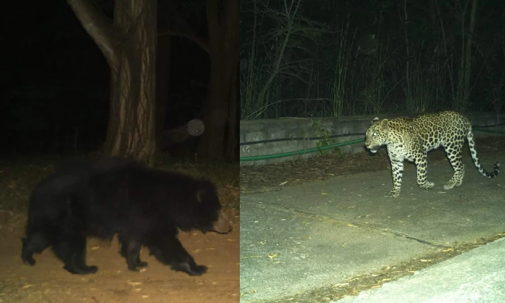 leopard and bear spotted in tirupathi
