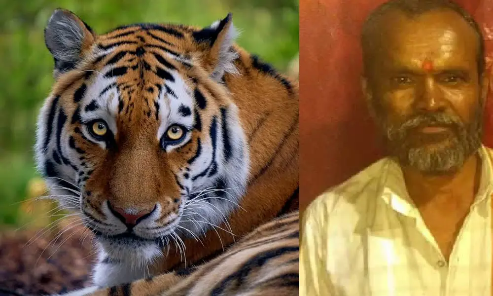 Tiger attack in Mysore