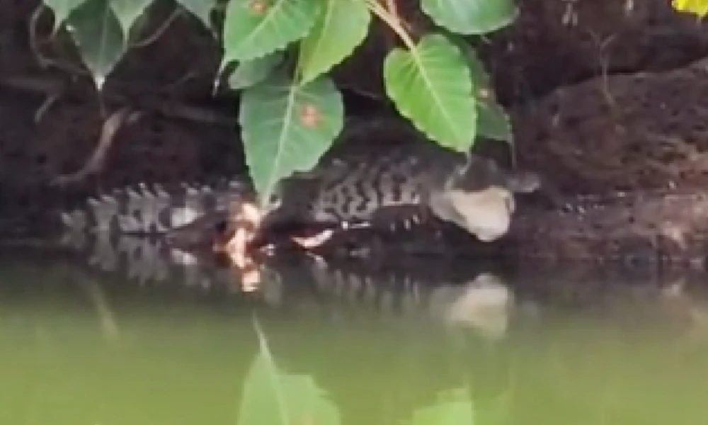 crocodile in Ananthapura Lake