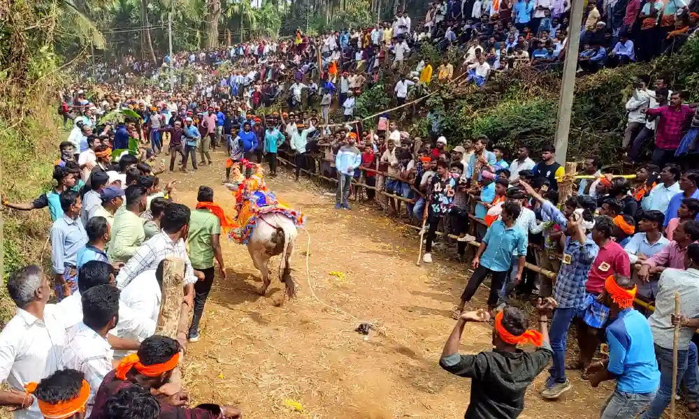 Bull Bullying Competition in Maduravalli at Banavasi