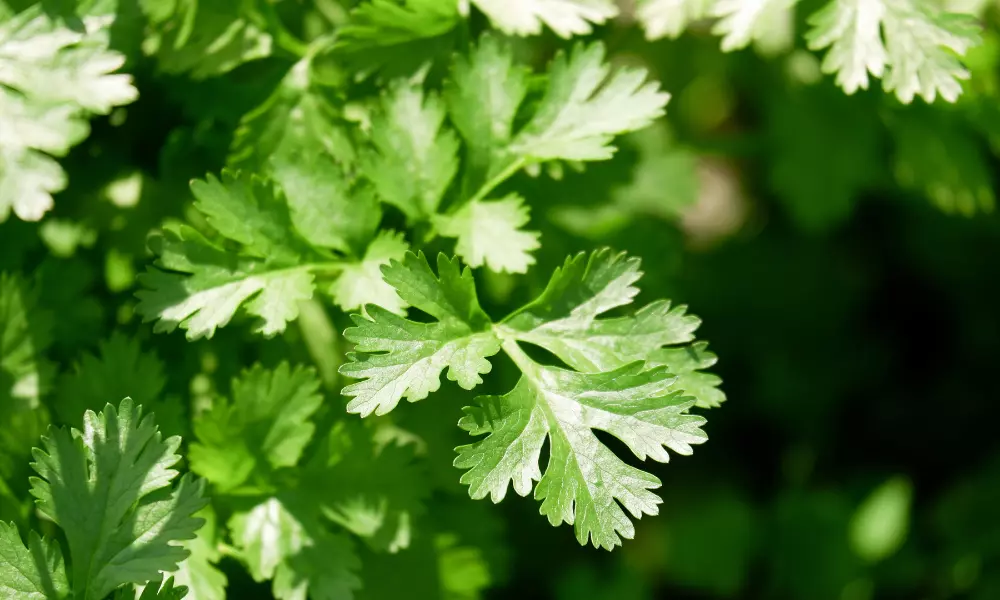 Coriander greens