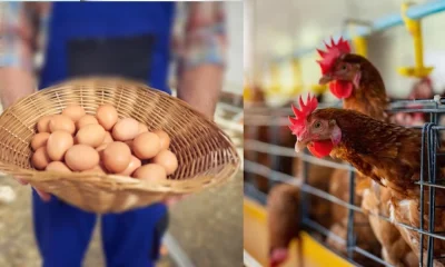 Chicken egg price hiked Poultry prices come down