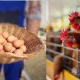 Chicken egg price hiked Poultry prices come down