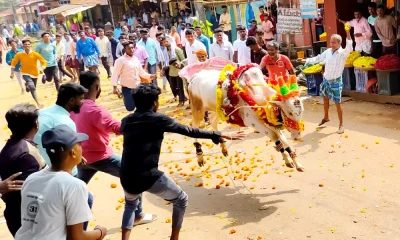 Bull Race in Diwali Balipadyami festival at Chandragutti