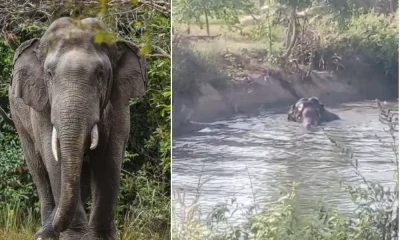 Elephant attacks and kills woman