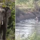 Elephant attacks and kills woman