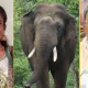 Elephant attack siddaramaiah Compensation