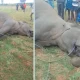 Elephant dies of electric shock