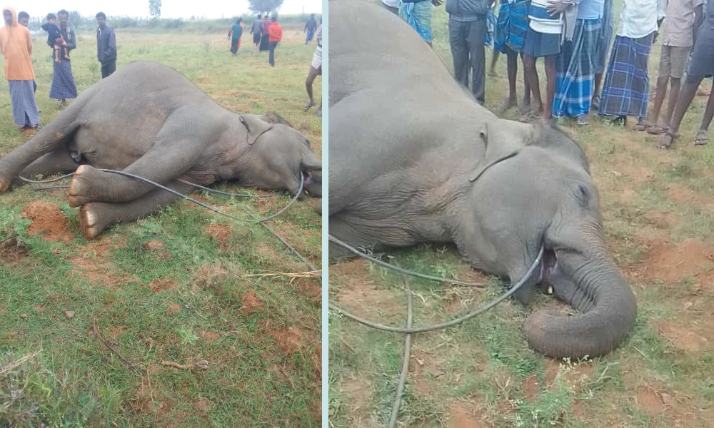 Elephant dies of electric shock