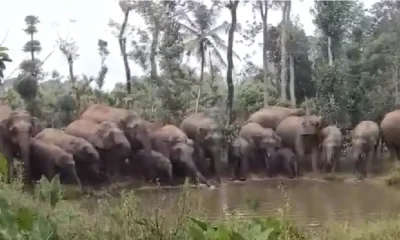 Elephant attack