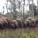 Elephant attack