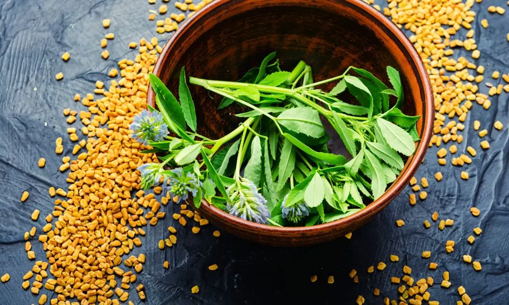 Fenugreek