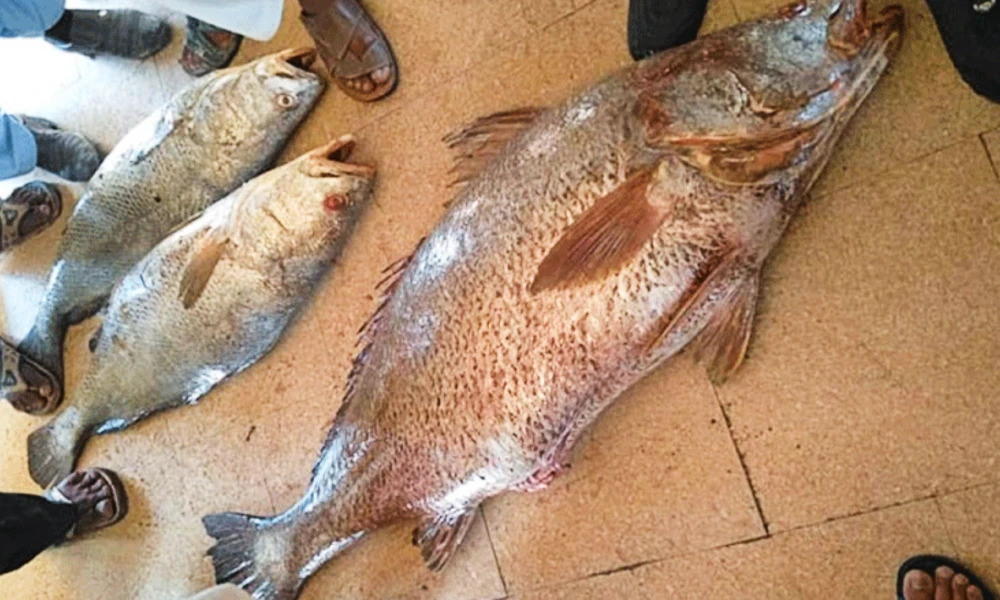 Pakistan Fisherman becomes rich after selling rare Sowa fish