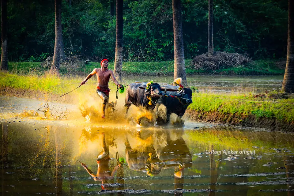 Gadde kambala Nota