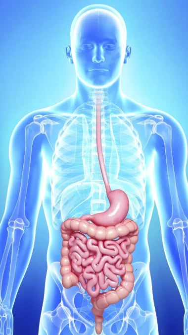 Healthy digestive system Marjariasana Benefits