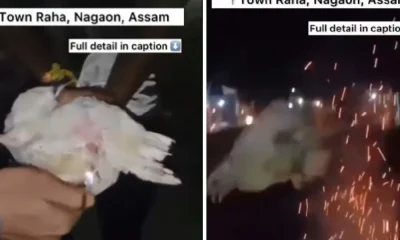 Viral Video, Boys Insert Firecracker In Hen’s Private Part and Burst It