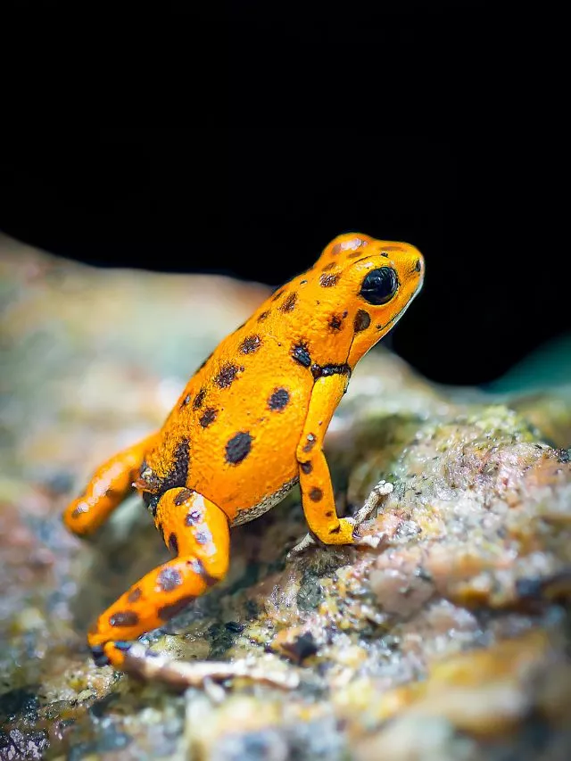 Amphibious Animals: Creatures That Walk on Land and Swim in Water