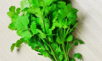 Image Of Coriander Benefits