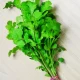 Image Of Coriander Benefits