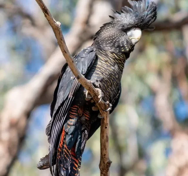 Image Of Intelligent Birds