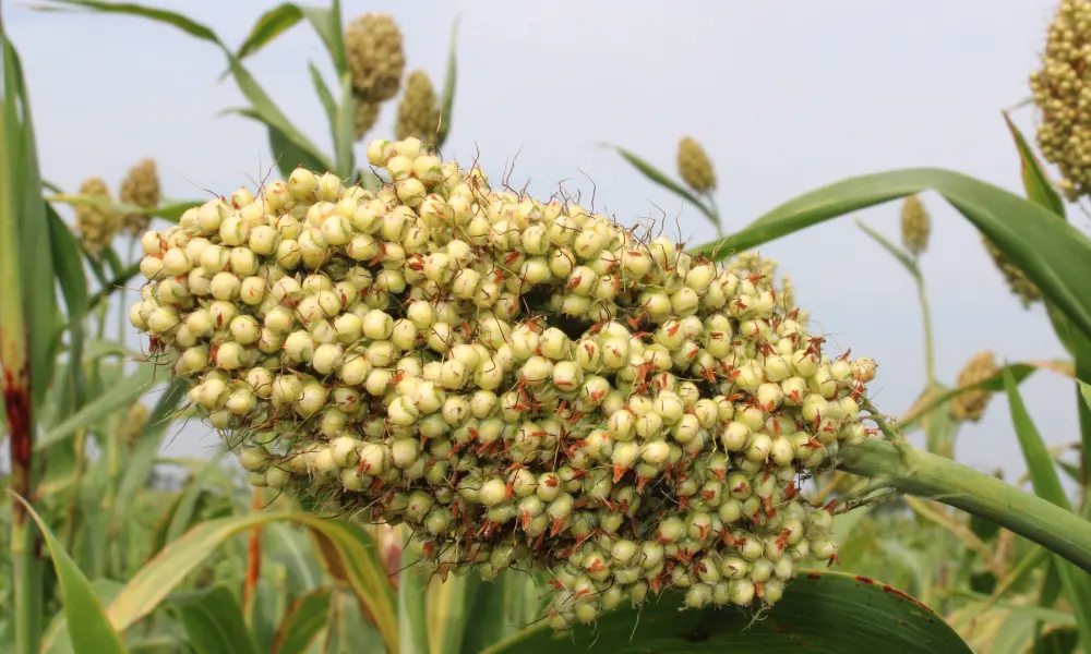 Jowar grain crop.