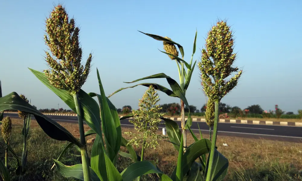 Jowar plant