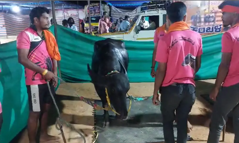Buffalos from Coastal Karnataka