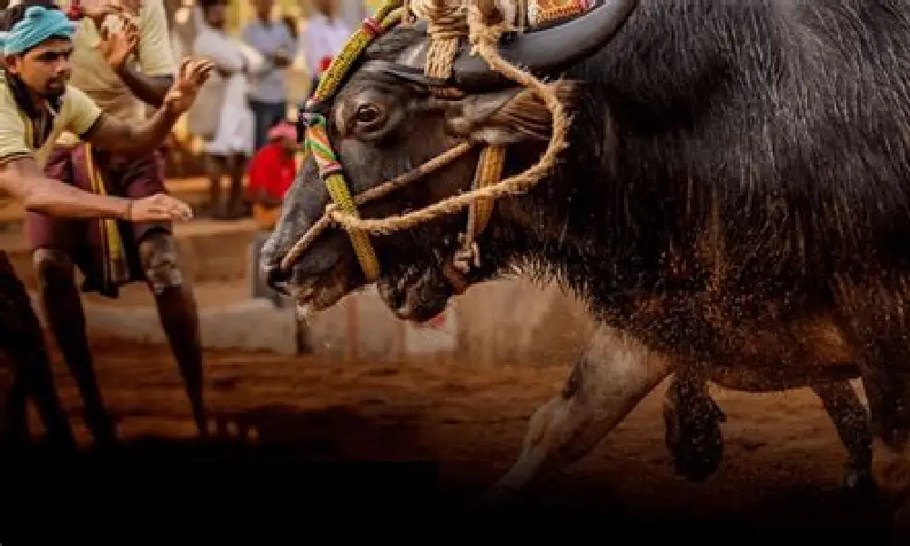 Bangalore Kambala