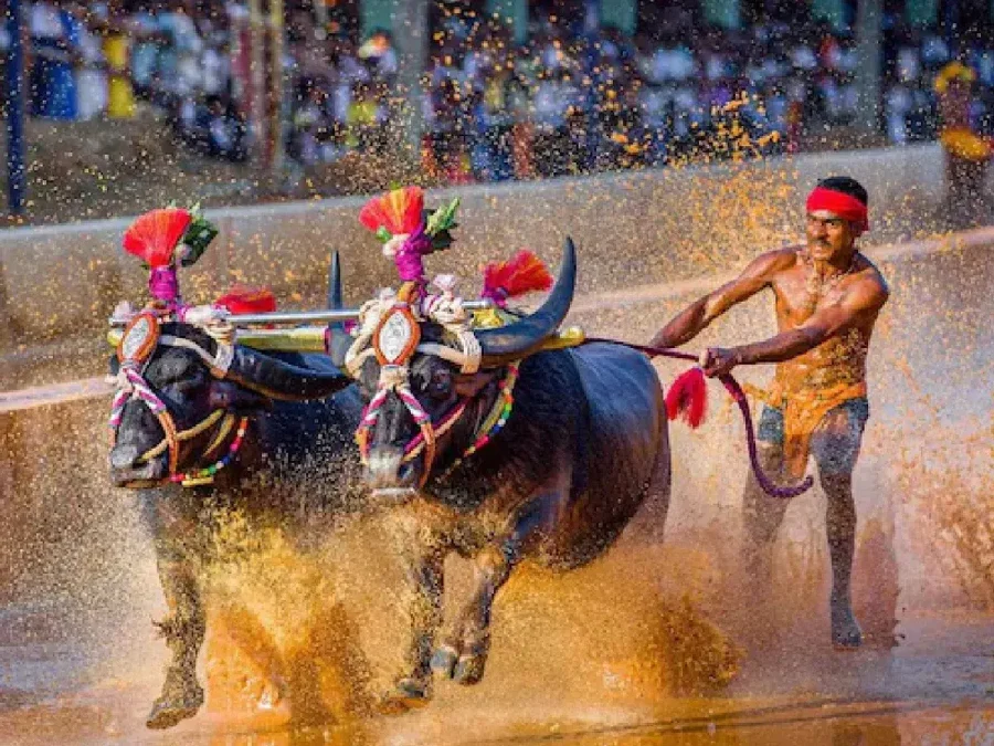 Bangalore Kambala