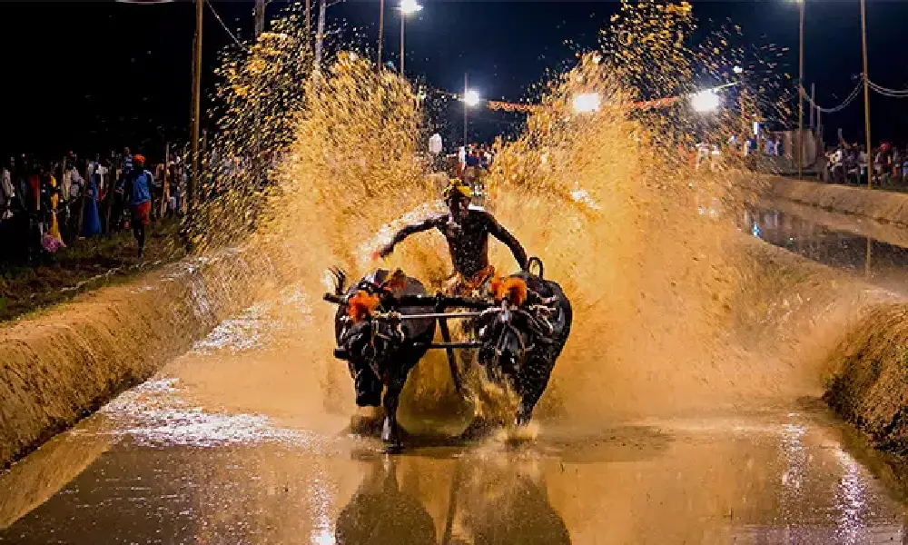 Kambala in Flood light