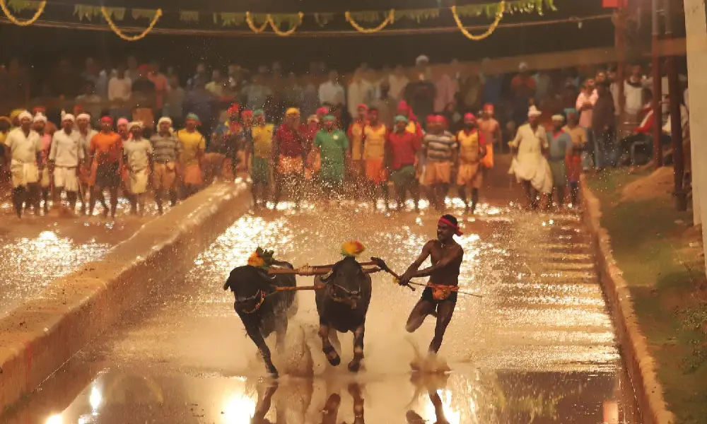 Kambala in Flood light