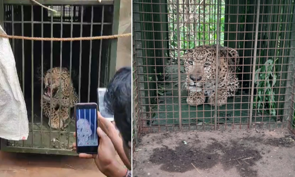 leopard found