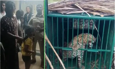 Leopard which attacked girl caught