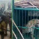 Leopard which attacked girl caught