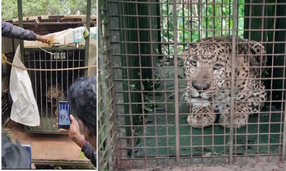 Leopard caught in KR Nagara