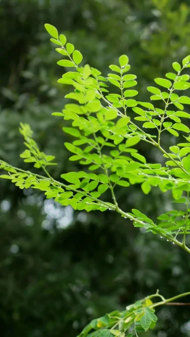Moringa Leaves Medicinal Leaves