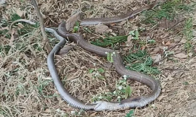 Indian Cobra eats Indian cobra in Gadag