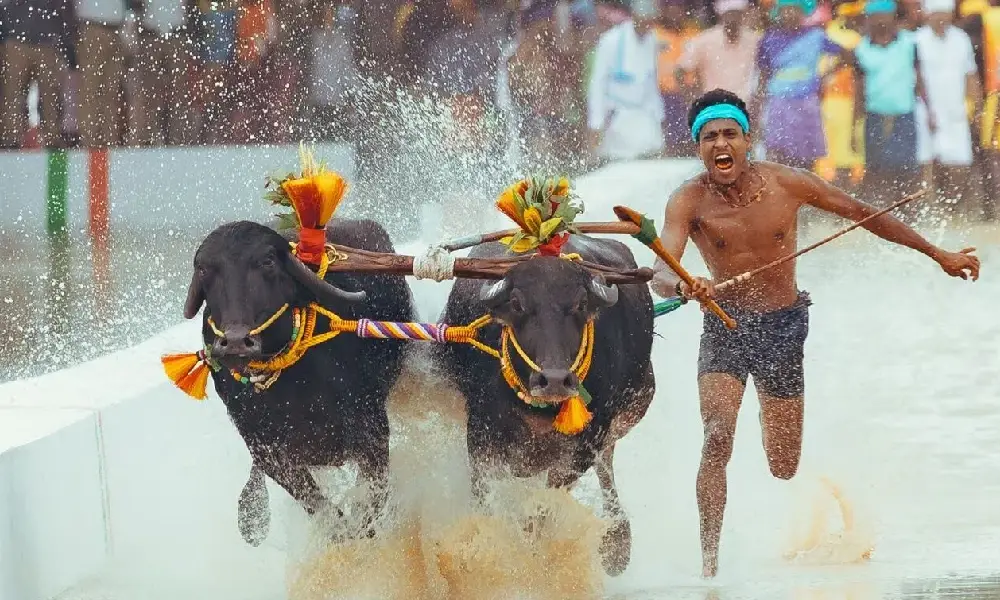 Buffalos of Narayana Malekudiya